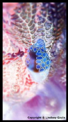 Flamingo Tongue on a Sea Fan. Photo was taken in Key Larg... by Lindsey Mobley 